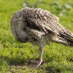 Herring Gull