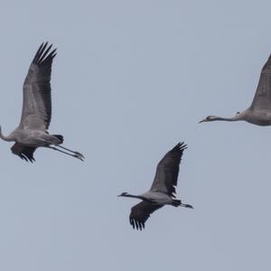 Demoiselle Crane