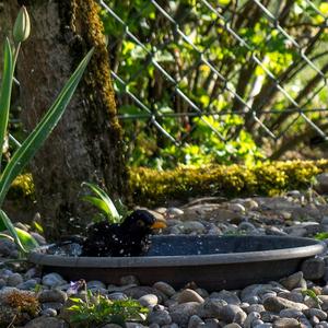 Eurasian Blackbird