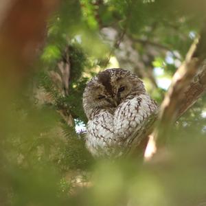 Tawny Owl