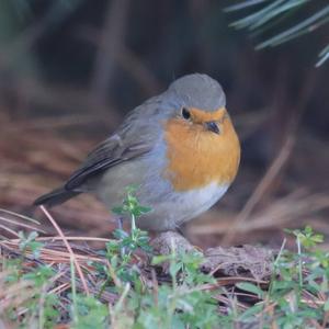 European Robin