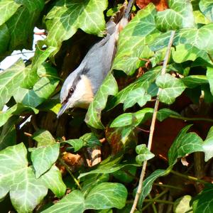 Wood Nuthatch