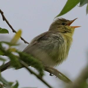 Melodious Warbler