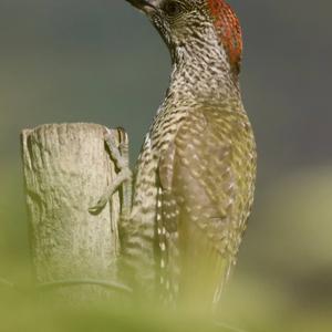 Eurasian Green Woodpecker