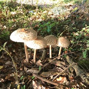 Parasol Mushroom