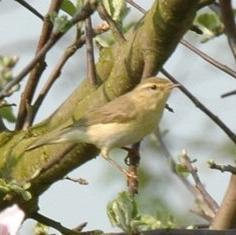 Willow Warbler