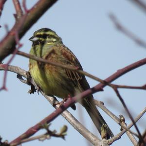 Cirl Bunting