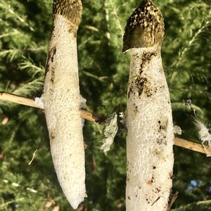 Stinkhorn, Common