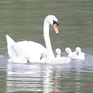 Mute Swan