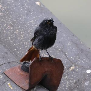 Black Redstart