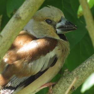 Hawfinch