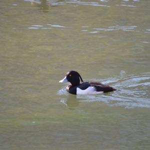 Tufted Duck