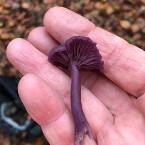 Amethyst Deceiver