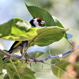 European Goldfinch