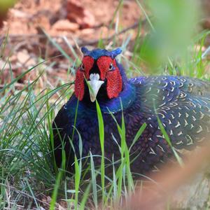 Common Pheasant