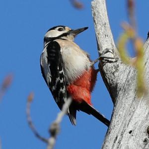 Great Spotted Woodpecker