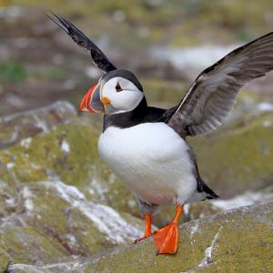 Atlantic Puffin