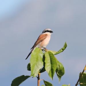 Red-backed Shrike