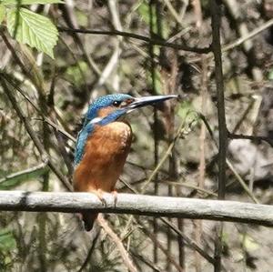 Common Kingfisher