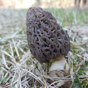 Black Morel