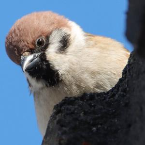 Eurasian Tree Sparrow