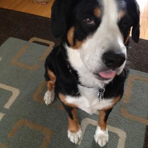 Entlebucher Mountain Dog