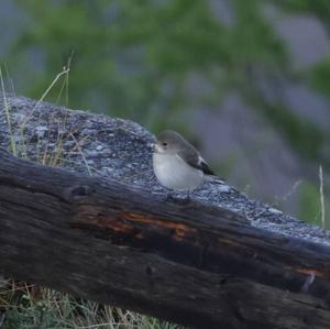 European Pied Flycatcher