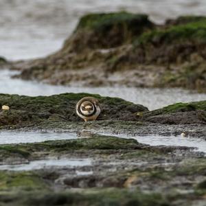 Common Ringed Plover