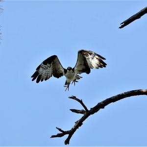 Osprey