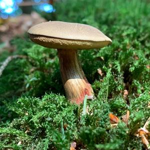 Red-cracked Bolete