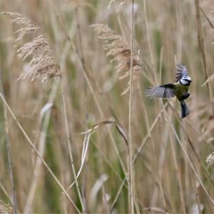 Blue Tit