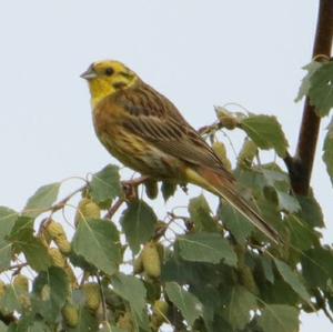 Yellowhammer