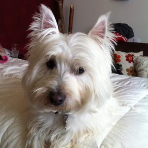 West Highland White Terrier