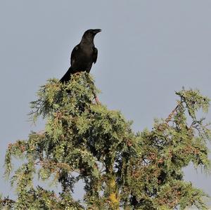 Carrion Crow