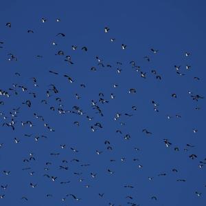 Northern Lapwing