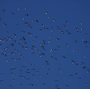 Northern Lapwing