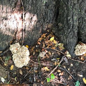 Hen-of-the-Woods