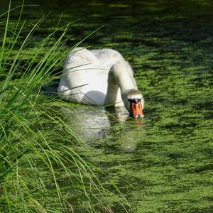 Mute Swan