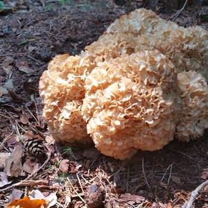 Eastern Cauliflower Mushroom