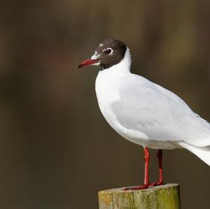 Black-headed Gull