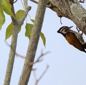 Common Flameback