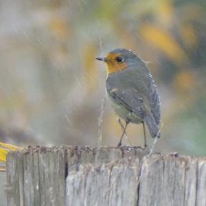 European Robin