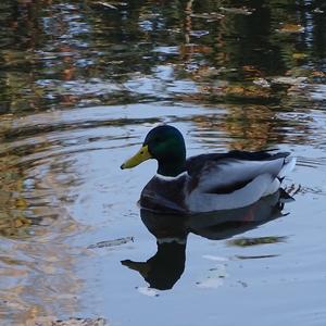 Mallard