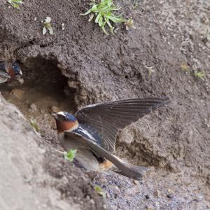 Cliff Swallow