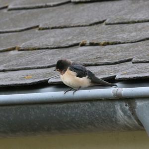 Barn Swallow