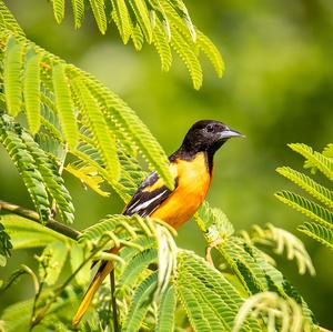 Baltimore Oriole