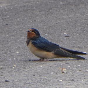 Barn Swallow