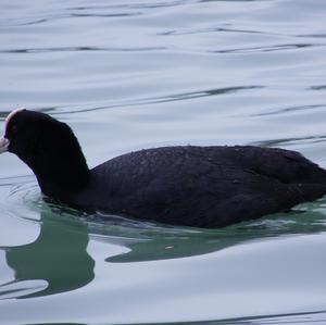 Common Coot