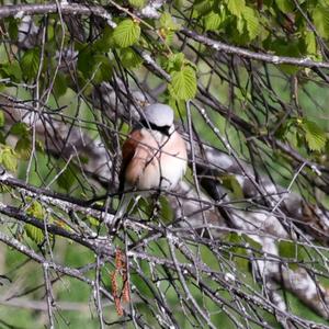 Red-backed Shrike