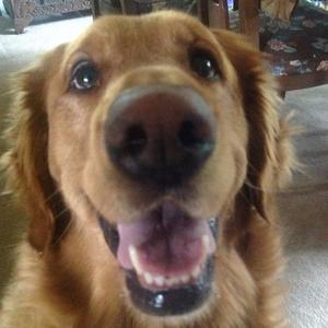 Retriever (Golden)